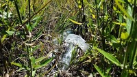 Sampah-sampah ini dibuang di semak belukar. Para relawan Gunung Bromo itu memilah semak dan rumput untuk menemukan botol miras.