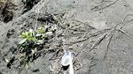 Kutang-Botol Miras di Rumput-Semak Gunung Bromo