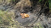 Perilaku buruk ini memang perlu dihindari. Para stakeholder di kawasan Taman Nasional Bromo Tengger Semeru melakukan bersih kawasan dan menemukan kutang hingga pembalut bekas pakai.