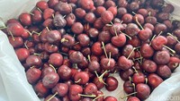 Ceri berukuran besar ini adalah salah satu buah impor yang ditawarkan oleh Ci Mehong. Harganya Rp 125.000 per kemasan. Foto: detikFood/Yenny Mustika Sari