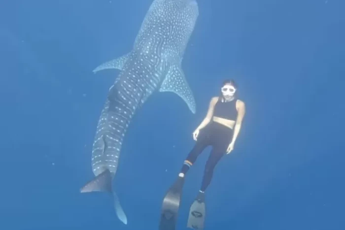 Gisel berenang bersama hiu paus di Gorontalo.
