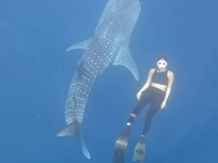 Gisel berenang bersama hiu paus di Gorontalo.