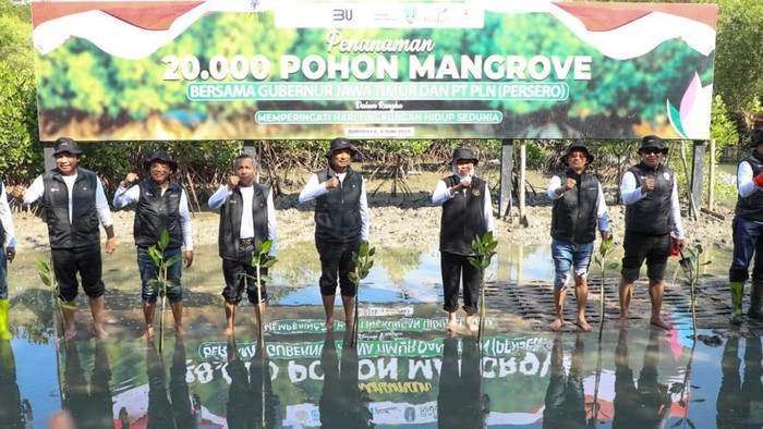 gubernur Khofifah tanam mangrove