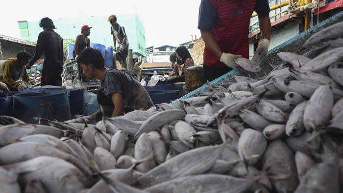 Indonesia Peringkat Kedua Negara Penghasil Ikan Laut Terbesar Dunia Workers unload fish from a fishing boat during World Ocean Day in Muara Baru Port, Jakarta, Indonesia,on June 8, 2023. Indonesia has an opportunity to become the world's largest fish producer, as it is already the second-largest aquaculture country, with a production of 13 thousand tons in 2020. (Photo by Agoes Rudianto/NurPhoto via Getty Images)