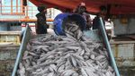 Indonesia Peringkat Kedua Negara Penghasil Ikan Laut Terbesar Dunia