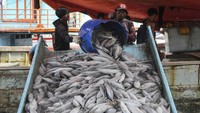 Indonesia masuk dalam peringkat dua sebagai negara produsen ikan laut terbesar dengan jumlah 6,43 juta ton. Tentu hal ini bisa membawa kabar baik bagi perekonomian di Indonesia. Spesies ikan laut yang berada di Indonesia juga sangat beragam, mulai dari ikan tuna, salmon, dan lain sebagainya.  