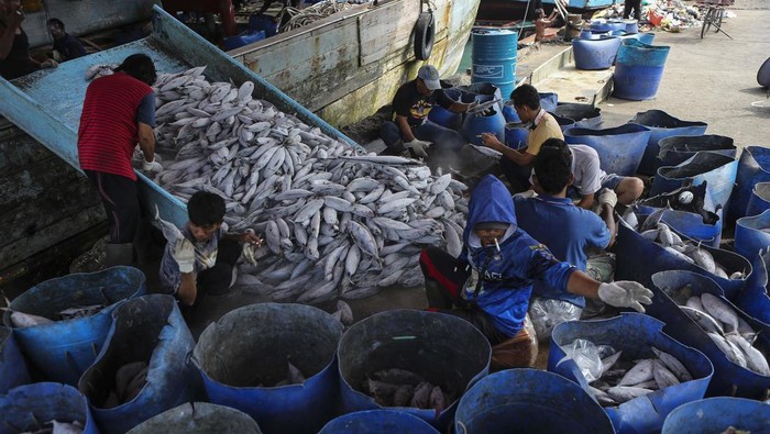Indonesia Peringkat Kedua Negara Penghasil Ikan Laut Terbesar Dunia Workers unload fish from a fishing boat during World Ocean Day in Muara Baru Port, Jakarta, Indonesia,on June 8, 2023. Indonesia has an opportunity to become the world's largest fish producer, as it is already the second-largest aquaculture country, with a production of 13 thousand tons in 2020. (Photo by Agoes Rudianto/NurPhoto via Getty Images)