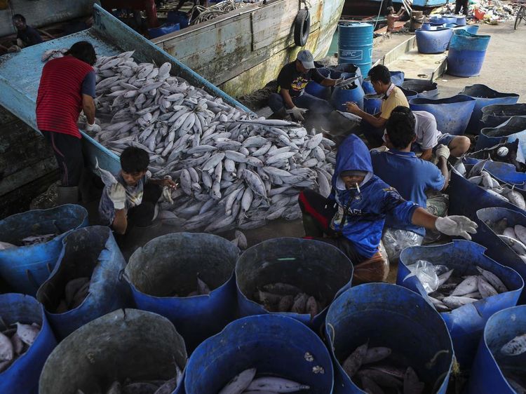 Indonesia Peringkat Kedua Negara Penghasil Ikan Laut Terbesar Dunia