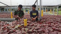 Sayuran di sini sudah dipastikan segar dan fresh karena dipetik langsung dari kebun.