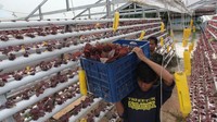 Selain bayam hijau, di kebun hidroponik ini juga terdapat bayam merah.
