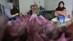 Melihat Budidaya Bayam Hidroponik di Depok