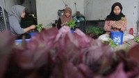 Sayuran hidroponik tersebut didistribusikan ke beberapa supermarket Jakarta.