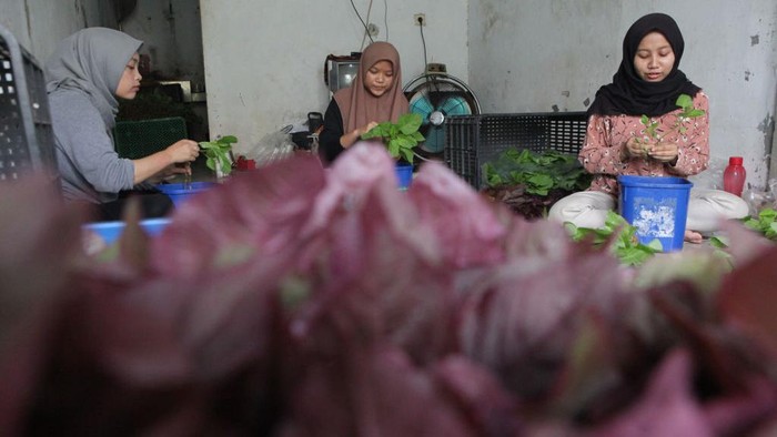 Melihat Budidaya Bayam Hidroponik di Depok Saat ini banyak yang memanen sayuran dengan cara hidroponik. Salah satunya kebun hidroponik di Depok ini, memanen bayam merah dan hijau.