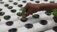 Petani menanam bibit bayam hijau di kebun hidroponik di Depok, Jawa Barat, Selasa (6/6/2023).