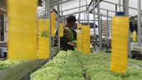 Sayuran hidroponik ini bebas dari pestisida kimia.