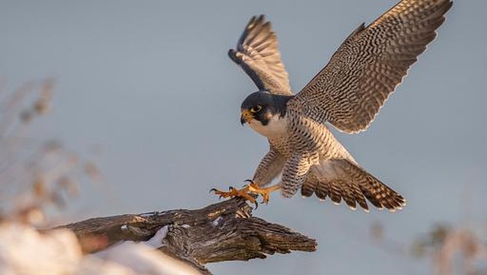 Potret Elang Peregrine, Burung Paling Agresif dan Galak Burung Elang Peregrine termasuk burung ke enam tercepat di dunia. Burung ini termasuk yang agresif dan galak.