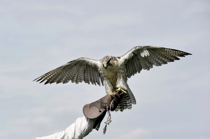 Burung Elang Peregrine termasuk burung ke enam tercepat di dunia. Burung ini termasuk yang agresif dan galak.