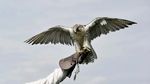 Potret Elang Peregrine, Burung Paling Agresif dan Galak