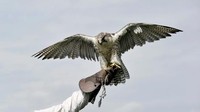 Mengutip detikEdu, elang peregrine atau yang juga sering disebut alap-alap kawah, masuk ke dalam daftar enam burung tercepat di dunia. Bahkan, burung ini jadi salah satu yang paling cepat dengan kecepatan 242 mph atau sekitar 389 kilometer per jam. Getty Images/schafar