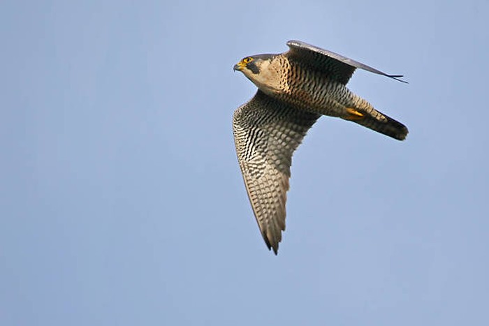 Burung Elang Peregrine termasuk burung ke enam tercepat di dunia. Burung ini termasuk yang agresif dan galak.