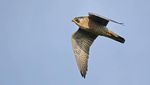 Potret Elang Peregrine, Burung Paling Agresif dan Galak