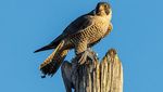 Potret Elang Peregrine, Burung Paling Agresif dan Galak