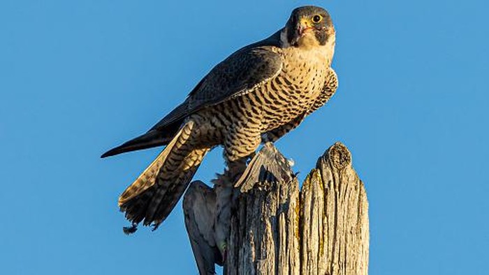 Burung Elang Peregrine termasuk burung ke enam tercepat di dunia. Burung ini termasuk yang agresif dan galak.