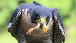 Potret Elang Peregrine, Burung Paling Agresif dan Galak