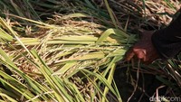 Di tengah berkurangnya area persawahan di Jakarta, para petani dikawasan tersebut berhasil memanen 32,5 ton padi dari lahan seluas 5 hektare.  