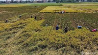 Begini suasana saat para petani memanen padi di Kalideres, Jakarta Barat.  