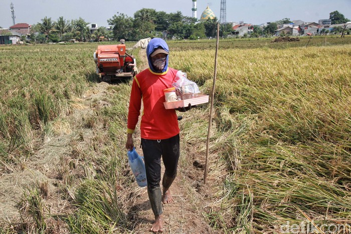 Meski berstatus Ibu Kota, masih ada lho petani padi di Jakarta. Nih mereka sedang panen.
