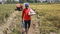 Seorang petani membawa makanan dan minuman untuk rekan-rekannya yang tengah bekerja.  