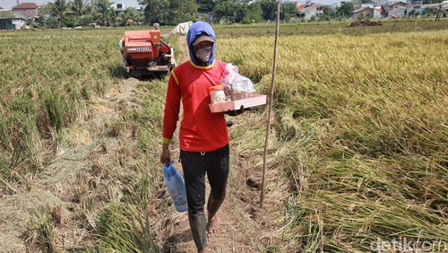 Meski berstatus Ibu Kota, masih ada lho petani padi di Jakarta. Nih mereka sedang panen.