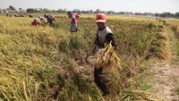 Badan Pusat Statistik mencatat, rata-rata harga gabah kering panen di tingkat petani naik sebesar 3,37 persen secara bulanan.  