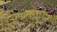 Selain itu, harga gabah kering giling di tingkat petani juga naik 0,86 persen secara bulanan menjadi Rp 6.158 per kilogram.  