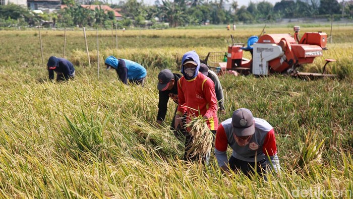 Meski berstatus Ibu Kota, masih ada lho petani padi di Jakarta. Nih mereka sedang panen.