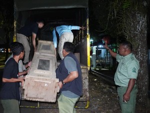 5 Buaya Peliharaan Warga Dibawa ke Taman Safari
