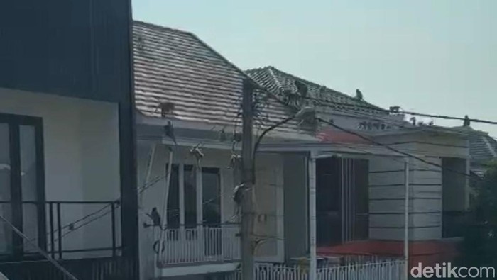 Puluhan monyet menyerbu rumah warga di Harjamukti, Cimanggis, Depok.