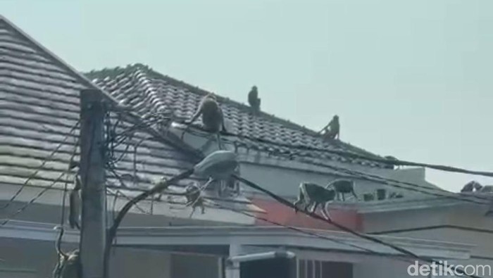 Puluhan monyet menyerbu rumah warga di Harjamukti, Cimanggis, Depok.