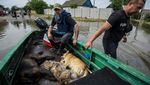 Relawan Sibuk Evakuasi Binatang Korban Banjir di Kherson