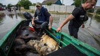 Proses evakuasi dilakukan dengan perahu. Sebelumnya anjing-anjing tersebut dibius terlebih dahulu. REUTERS/Vladyslav Musiienko. 