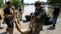 Jebolnya bendungan Nova Kakhovka ini sendiri dikhawatirkan menyebabkan bencana kemanusiaan. REUTERS/Vladyslav Musiienko. 