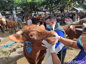 Seekor Sapi Terjangkit LSD Ditemukan di Pasar Hewan Kota Blitar