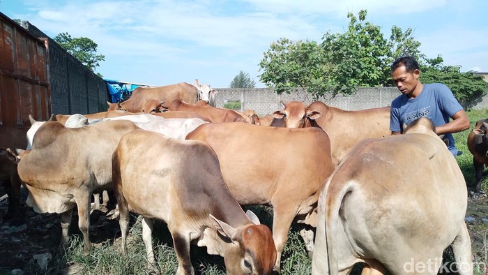 Seorang pedagang sapi kurban di Medan, Wiwid