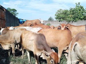 Segini Harga Sapi untuk Kurban di Medan