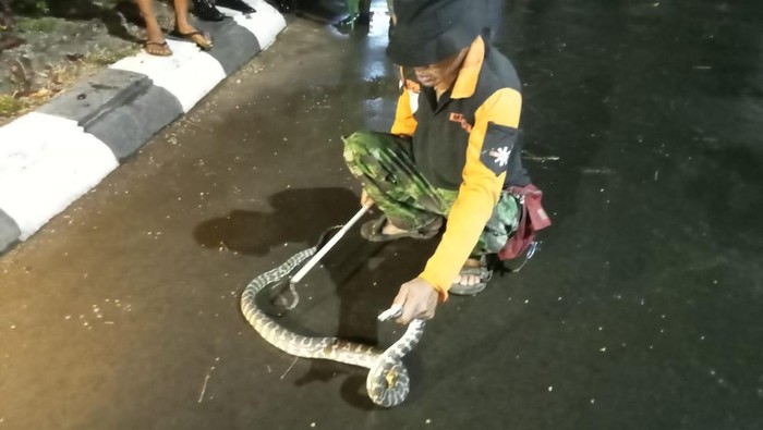 Tim Animal Rescue BPBD Kudus saat mengevakuasi ular yang masuk di lingkungan Pendapa Kabupaten Kudus, Kamis (8/6) malam.
