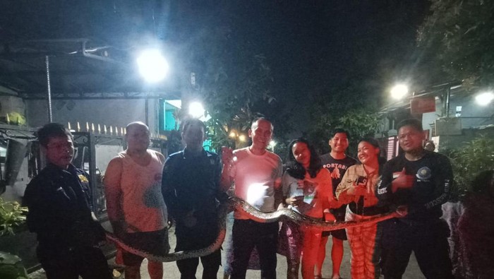 Ular sanca 4 meter muncul di Bogor