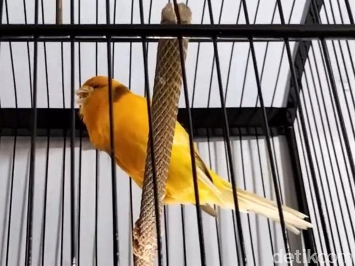 Proses pembudidayaan burung kenari, kata Fery, cukup mudah. Pertama, yang dilakukan yakni menyatukan burung indukan jantan dan betina di tempat yang berbeda. Setelah kurang lebih 4 hari bersama, burung tersebut sudah bisa menghasilkan telur.