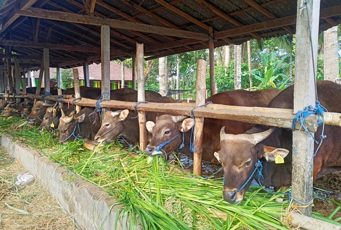 Harga sapi di Karangasem merangkak naik jelang Hari Raya Idul Adha karena permintaan meningkat, terutama untuk dikirim ke Pulau Jawa.