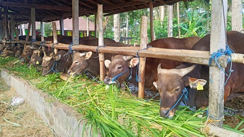 Harga sapi di Karangasem merangkak naik jelang Hari Raya Idul Adha karena permintaan meningkat, terutama untuk dikirim ke Pulau Jawa.
